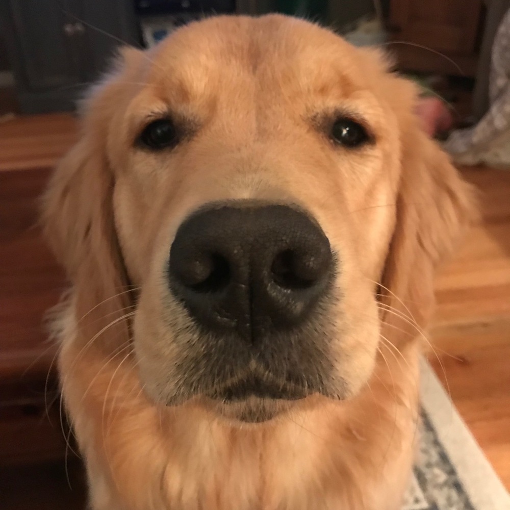 Meet your Posher, Michael